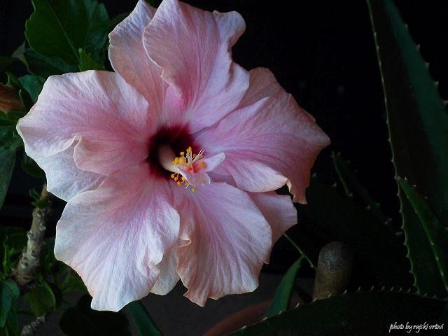 hibiskus